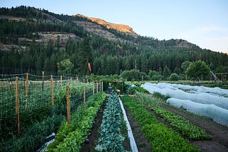 Rows of vegetables grow in a fenced garden at the base of forested hills, with the ridge catching evening sunlight.