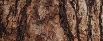The bark of a Ponderosa pine tree at the Minam River Lodge