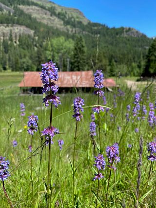 Wildflowers.