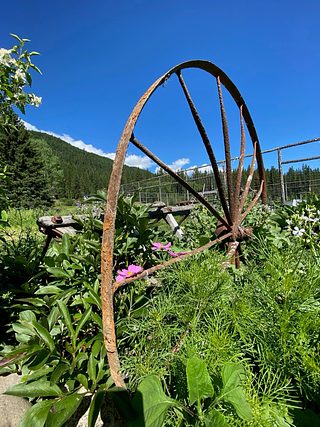 A rusted wheel sticking out of the ground in a garden.