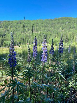 Wildflowers.