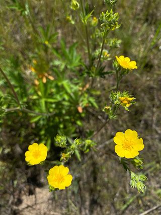 Wildflowers.