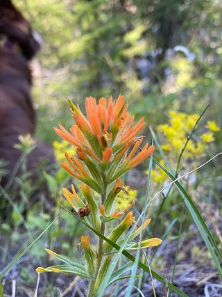 Wildflowers.