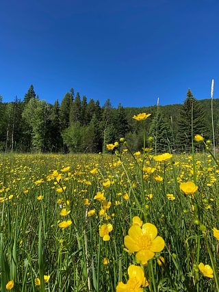 Wildflowers.