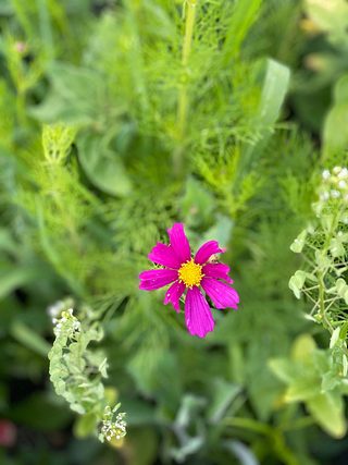 Wildflowers.