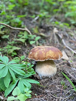 A mushroom.