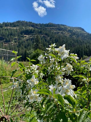 Wildflowers.