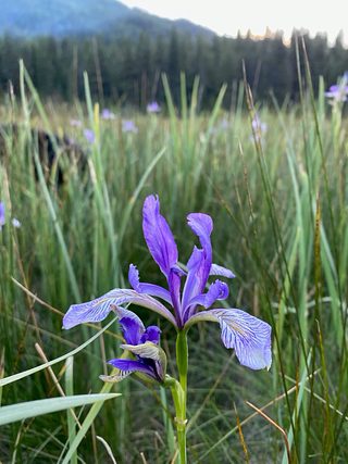 Wildflowers.