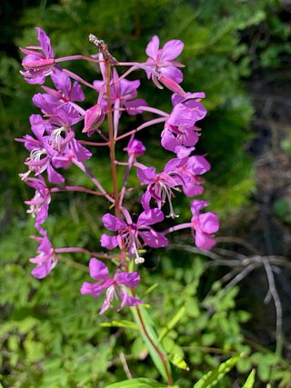 Wildflowers.