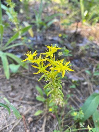 Wildflowers.