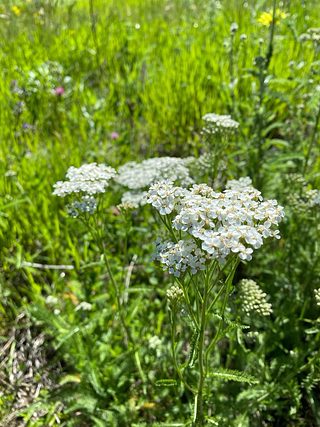 Wildflowers.