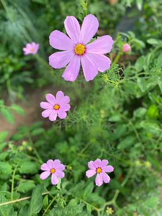 Wildflowers.