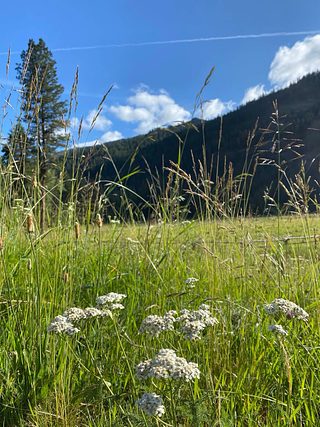 Wildflowers.
