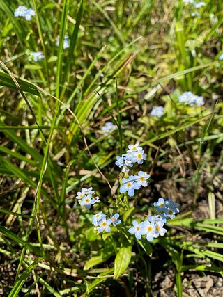 Wildflowers.