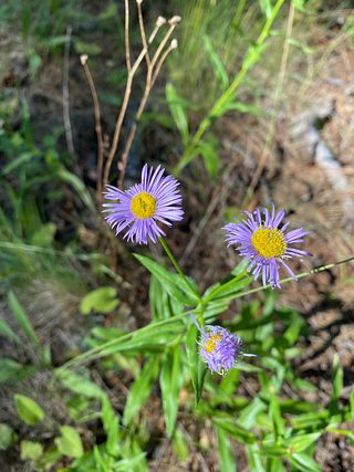Wildflowers.