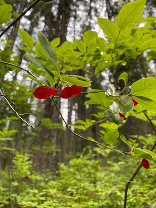 Wildflowers.