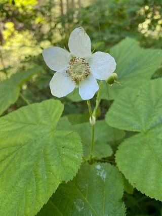 Wildflowers.