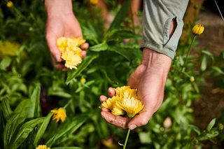 Hands gently harvest bright yellow flowers from a garden bed.