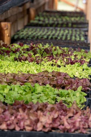 Trays of young lettuce plants in shades of green and red fill a greenhouse or nursery bench.